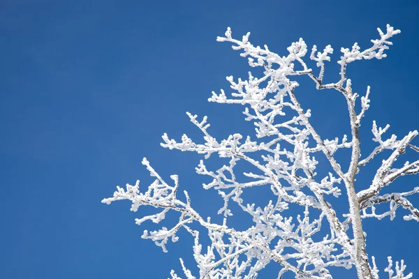 Vista Una Scena Invernale — Foto Stock