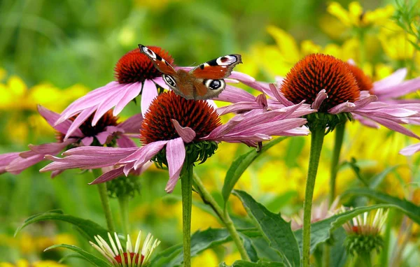 Vista Primer Plano Hermosa Mariposa Colorida — Foto de Stock