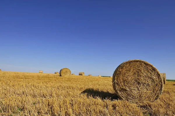 Zemědělská Polní Sklizeň Balíky Slámy — Stock fotografie