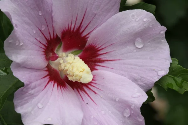 Cênica Bela Flor Hibisco Colorido — Fotografia de Stock