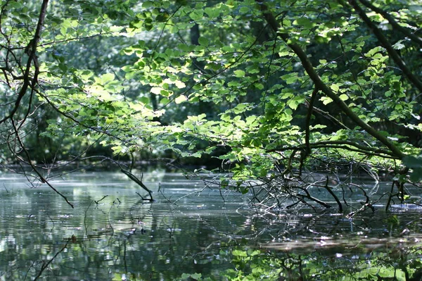 Wasser Wald — Stockfoto