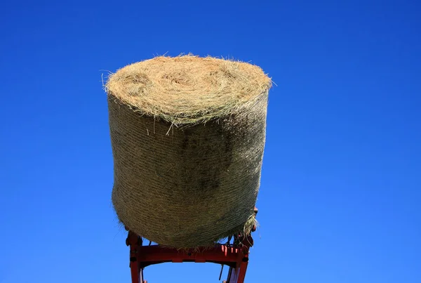 Campo Milho Com Fardos Agricultura — Fotografia de Stock