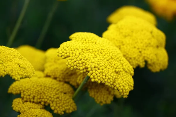 Fleurs Jaunes Dans Jardin — Photo