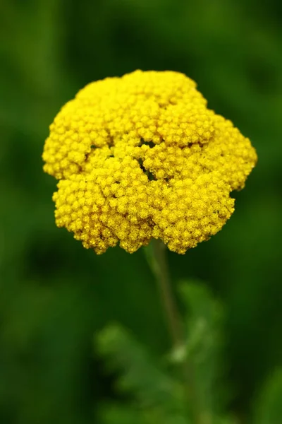 美丽的花朵 花卉概念 自然背景 — 图库照片