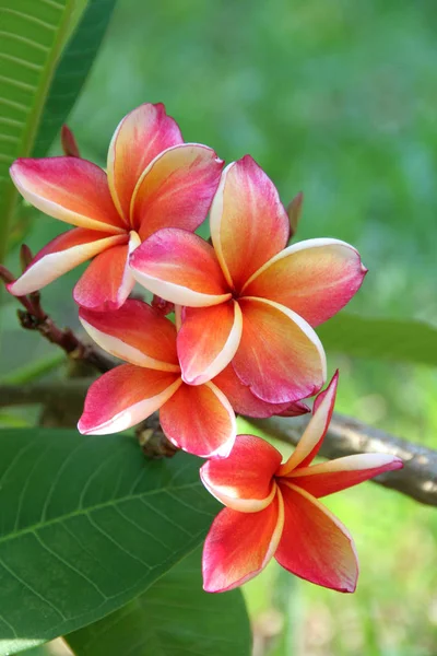 Frangipani Plumeria Pétalos Flores —  Fotos de Stock