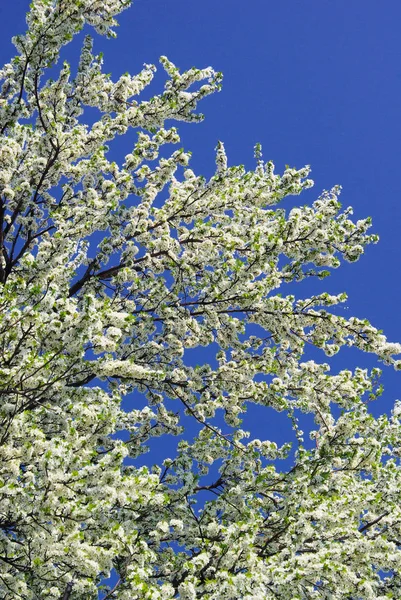 Vår Blomma Blommor Träd — Stockfoto
