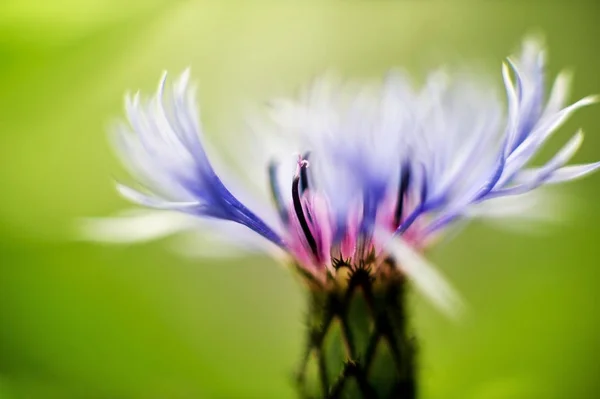 Yaz Bitkisi Çiçek Botanik Konsepti — Stok fotoğraf
