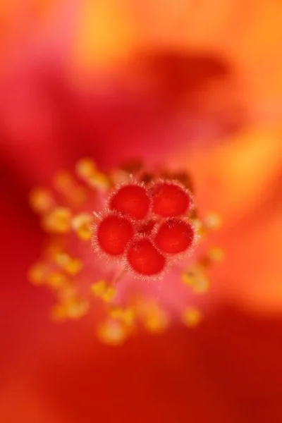 Güzel Renkli Amber Çiçeğinin Manzarası — Stok fotoğraf
