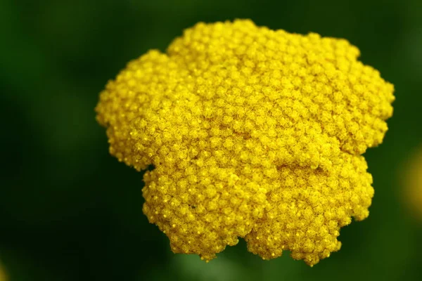 Fiori Gialli Giardino — Foto Stock