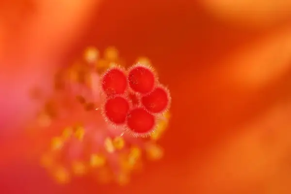 Cênica Bela Flor Hibisco Colorido — Fotografia de Stock