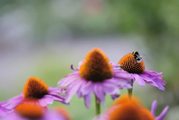 Sombrero Sol Con Bumblebee — Foto de Stock