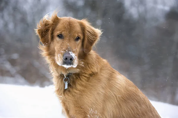 Golden Retriever Cão Desfrutando Dia Inverno — Fotografia de Stock