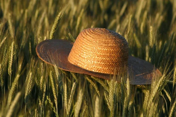 Stroh Roggenfeld — Stockfoto