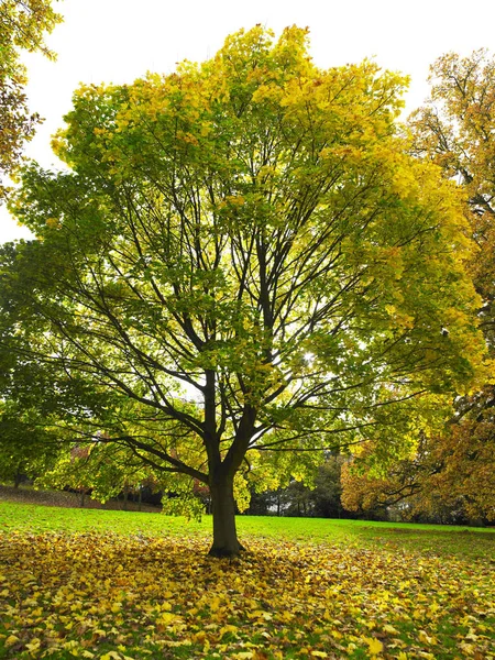 Pojedyncze Drzewo Parku Liście Ziemi Strzał Pionowy — Zdjęcie stockowe