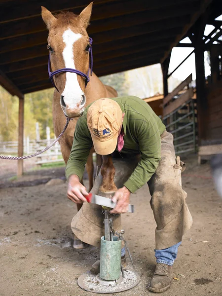 Farrier Filing Horse Hoof Vertical Shot — Stock Photo, Image