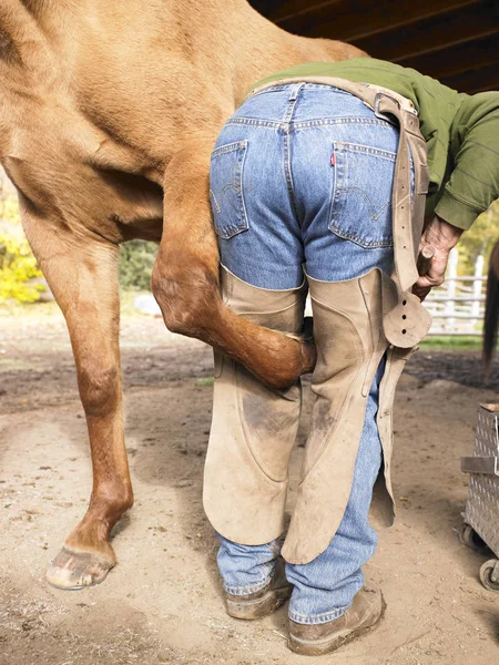 Rear View Farrier Holding Horse Hoof Vertical Shot — Stock Photo, Image