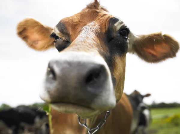 Closeup Cow Facing Camera Horizontal Shot — Stock Photo, Image