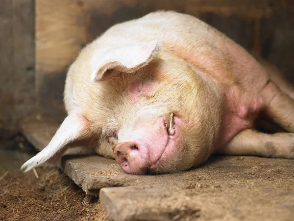 Closeup Sleeping Pig Facing Camera Horizontal Shot — Stock Photo, Image