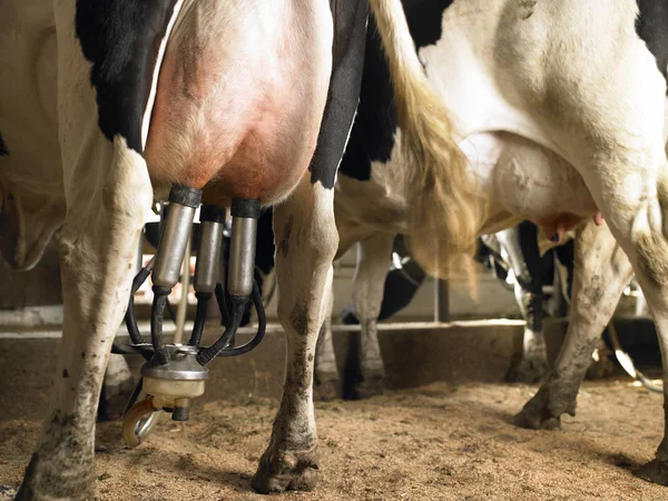 Alsó Nézet Gép Fejő Tehenek Vízszintes Lövés — Stock Fotó