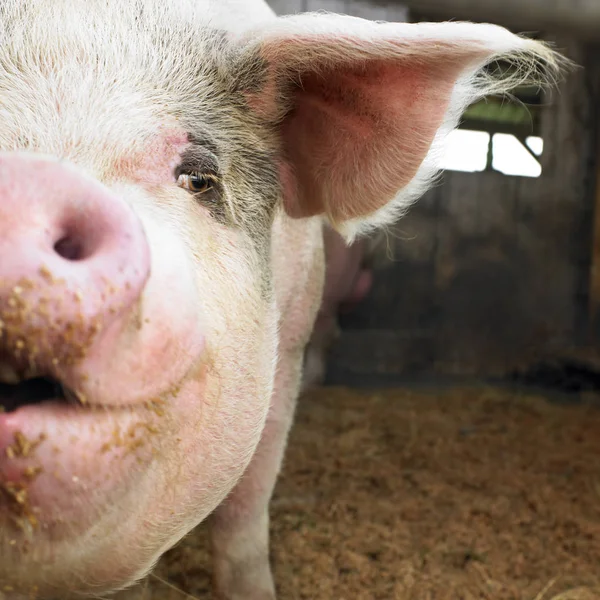 納屋の豚の閉鎖は カメラに直面している スクエアショット — ストック写真