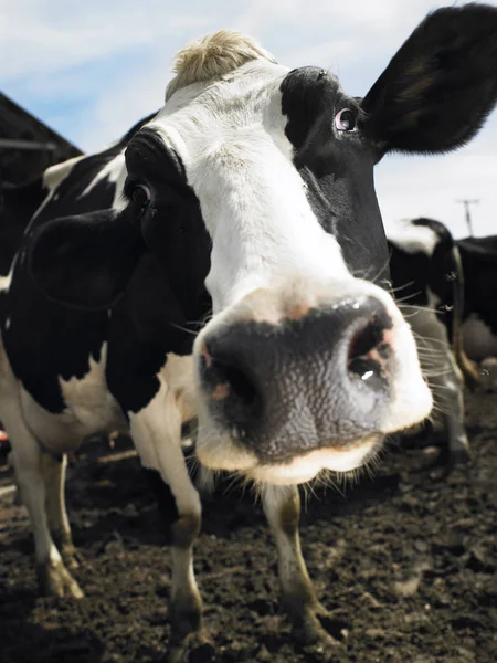 Closeup Black White Cow Looking Camera Vertical Shot — Stock Photo, Image