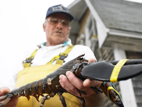 Man Holding Lobster Bound Claws Horizontal Shot — Stock Photo, Image