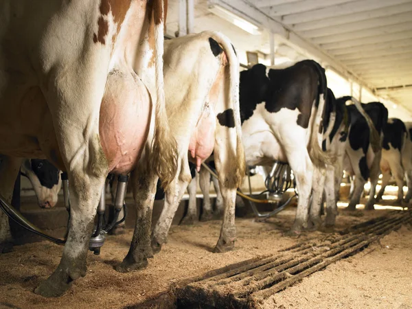 Fila Vacche Essere Munto Macchine Scatto Orizzontale — Foto Stock