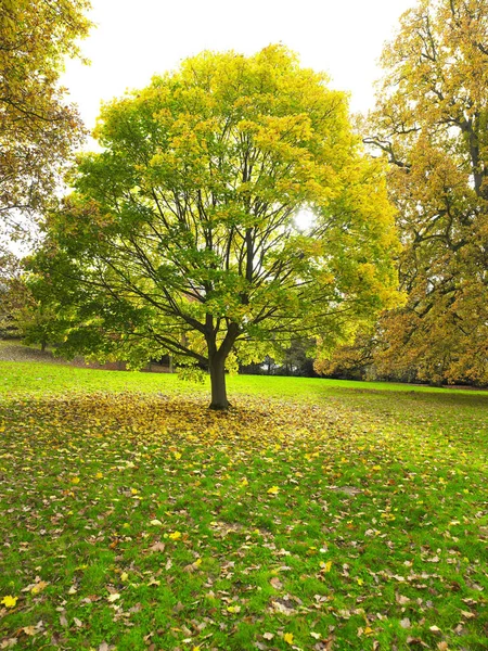 Isolated Tree Park Leaves Litter Ground Vertical Shot — Stock Photo, Image