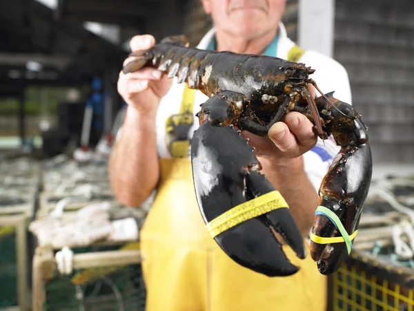 Man Holding Lobster Bound Claws Horizontal Shot — Stock Photo, Image