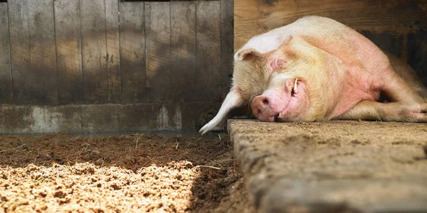 Pig Sleeping Next Dirt Floor Facing Camera Horizontal Shot — Stock Photo, Image
