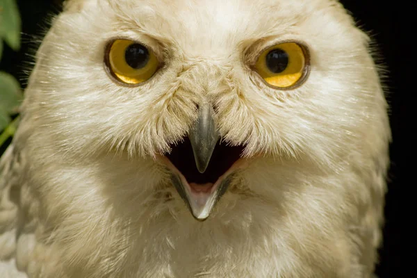 Snow Owl Bird White Bird Feathers — Stock Photo, Image