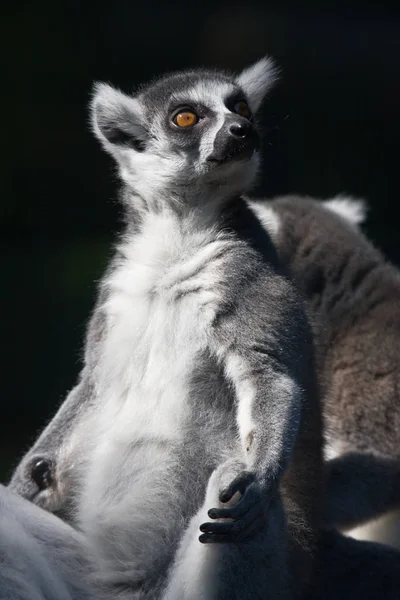 Inel Coada Lemur Animal Flora Fauna — Fotografie, imagine de stoc