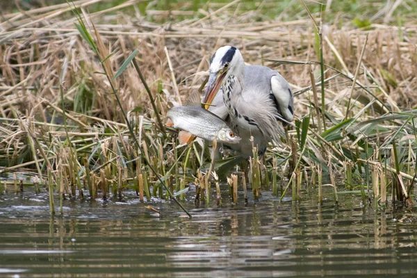 Vacker Utsikt Över Vacker Fågel Naturen — Stockfoto