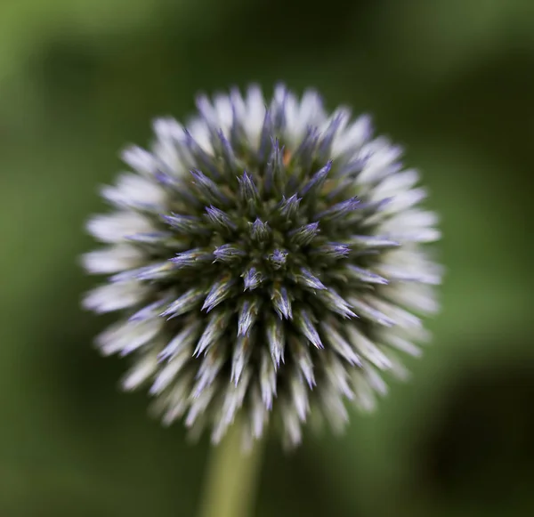 Mooi Botanisch Schot Natuurlijk Behang — Stockfoto