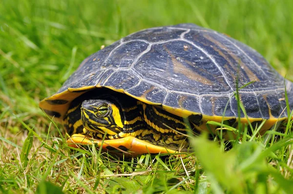 Schildpad Een Grasveld Bij Vijver — Stockfoto