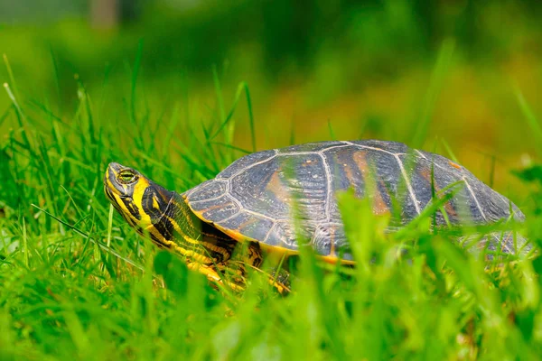 Sköldpadda Sitter Gräs Naturen — Stockfoto