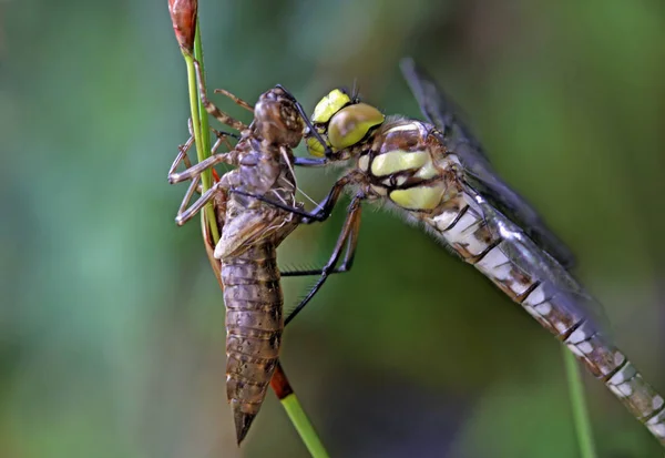 Closeup Macro View Dragonfly Insect — Stock Photo, Image