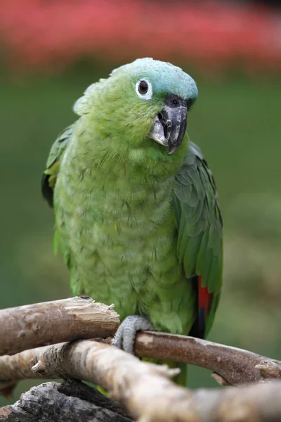 Schilderachtig Uitzicht Prachtige Papegaai Natuur — Stockfoto