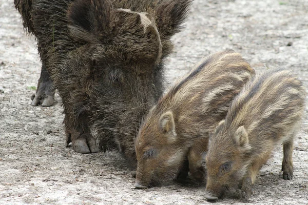 Braunbär Der Natur — Stockfoto