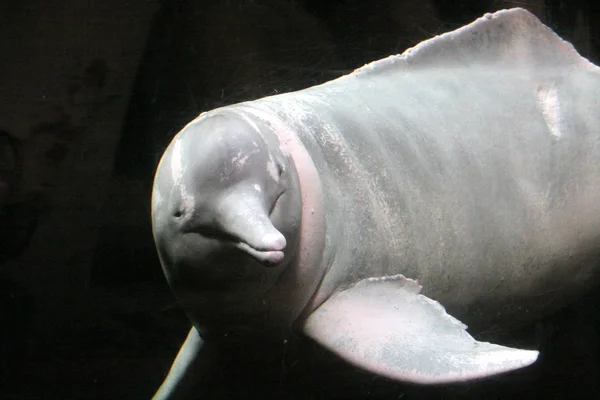 Amazon River Dolphin Background — Stock Photo, Image