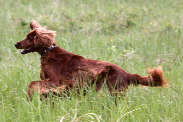 Ritratto Cane Carino — Foto Stock