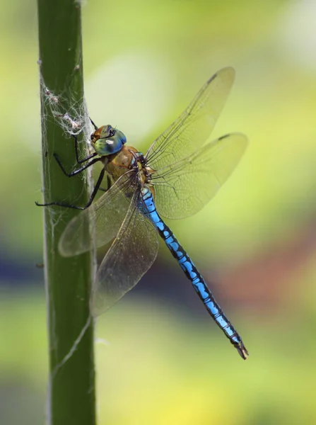 Closeup Macro View Dragonfly Insect — Stock Photo, Image