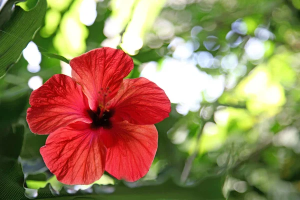 バックライトの赤い花 — ストック写真