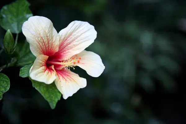 Flores Florecientes Hermosas Fondo Naturaleza —  Fotos de Stock