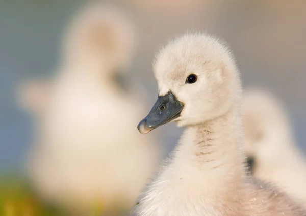 Malerischer Blick Auf Majestätische Schwäne Der Natur — Stockfoto