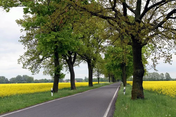 Vue Panoramique Sur Campagne Orientation Sélective — Photo