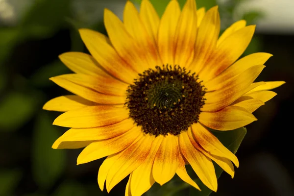 Tournesol Soleil Soir — Photo