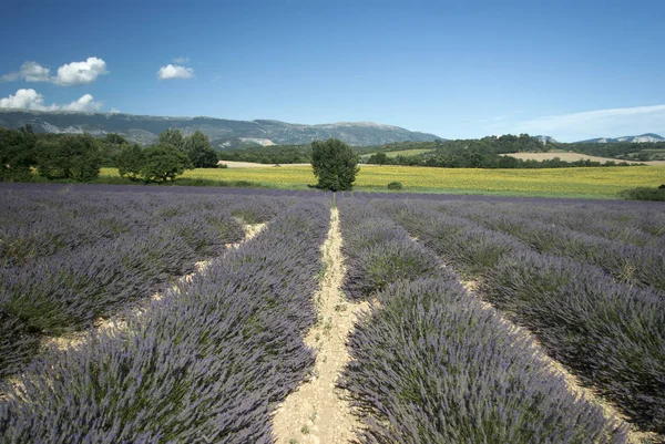 Fialové Květy Levandule Fialové Květy Provence — Stock fotografie