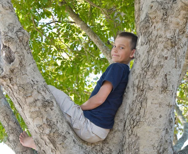 Мальчик Дереве — стоковое фото