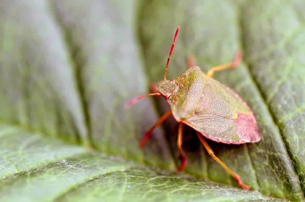 Green Stink Bug Palomena Prasina Nalso Comum Stink Bug Comum — Fotografia de Stock